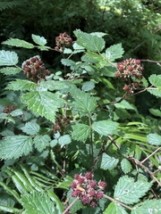 Rubus mesogaeus