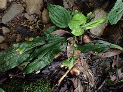 Calanthe alismifolia