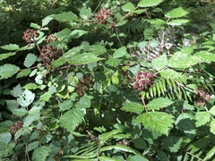 Rubus mesogaeus