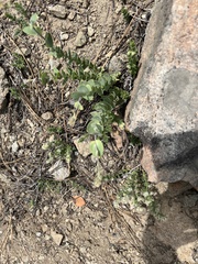 Streptanthus barbatus