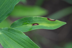 Phyllosticta convallariae