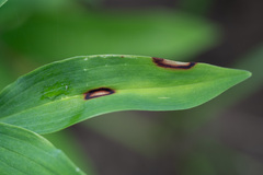 Phyllosticta convallariae