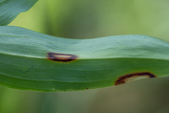 Phyllosticta convallariae
