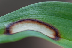 Phyllosticta convallariae