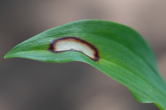 Phyllosticta convallariae