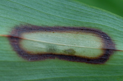 Phyllosticta convallariae