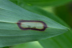 Phyllosticta convallariae