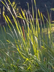 Typha domingensis