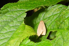 Danielithosia