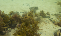 Scobinichthys granulatus