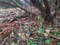 Pterostylis setulosa