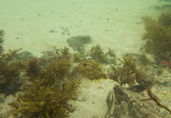 Scobinichthys granulatus