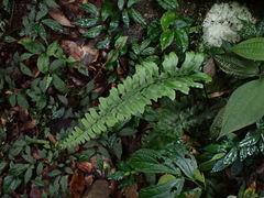 Hymenasplenium excisum
