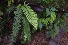 Hymenasplenium unilaterale