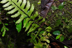 Hymenasplenium unilaterale
