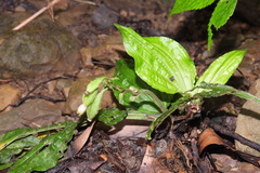 Calanthe alismifolia