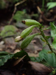 Calanthe alismifolia
