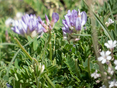 Astragalus danicus