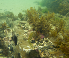 Scobinichthys granulatus