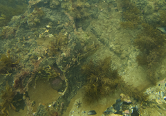 Scobinichthys granulatus