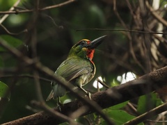 Psilopogon mystacophanos