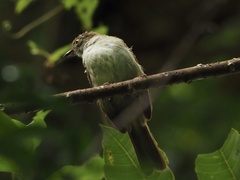 Rubigula erythropthalmos