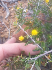 Acacia andrewsii