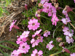 Silene acaulis