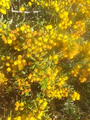 Acacia spathulifolia
