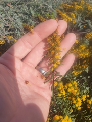 Acacia spathulifolia