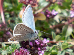 Polyommatus eros