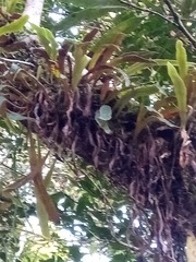 Pyrrosia rhodesiana