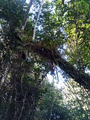 Pyrrosia rhodesiana