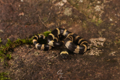 Lycodon liuchengchaoi