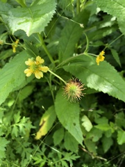 Geum japonicum