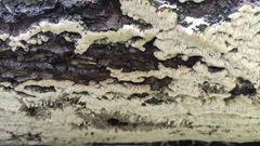 Rigidoporus corticola