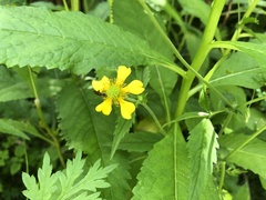 Geum japonicum