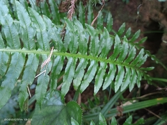 Plagiogyria stenoptera