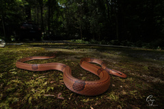 Oreocryptophis porphyraceus vaillanti