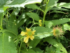 Geum japonicum