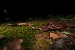 Sinomicrurus annularis