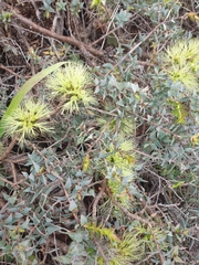 Melaleuca longistaminea