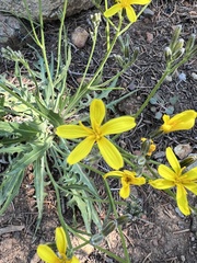 Crepis pleurocarpa