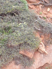 Melaleuca longistaminea