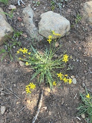 Crepis pleurocarpa