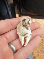 Ocypode convexa