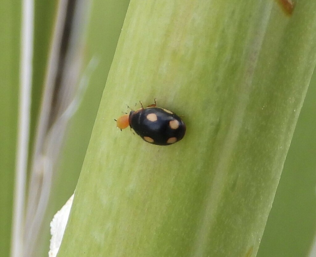 Lugubrius Lady Beetle