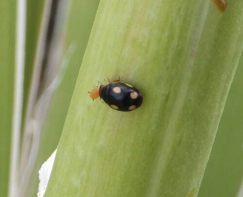 Lugubrius Lady Beetle