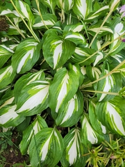 Hosta undulata