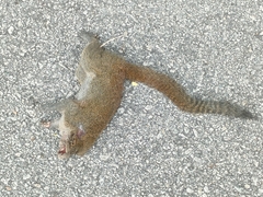 Callosciurus notatus